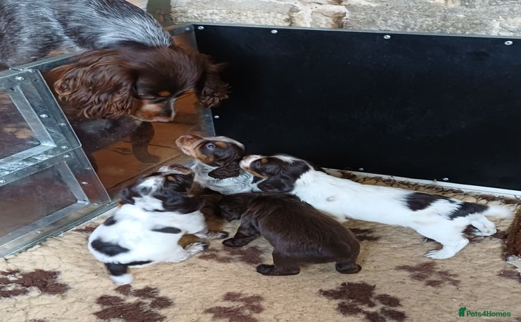 Cocker Spaniel dogs - Advert 5