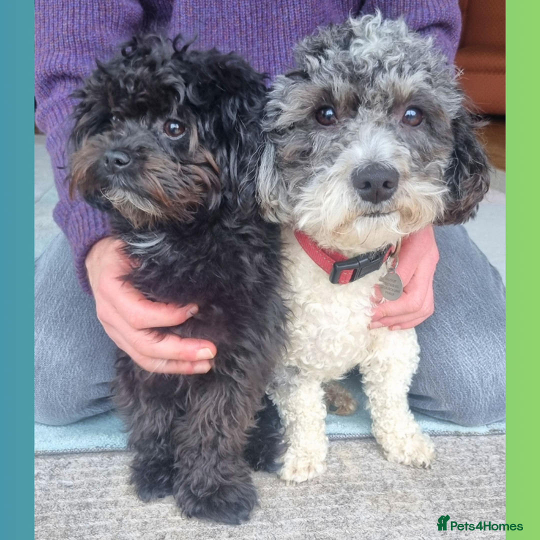 Maltipoo dogs for sale: Family-Raised F2 Toy Maltipoos✨DNA Clear✨Pedigree - Advert 9