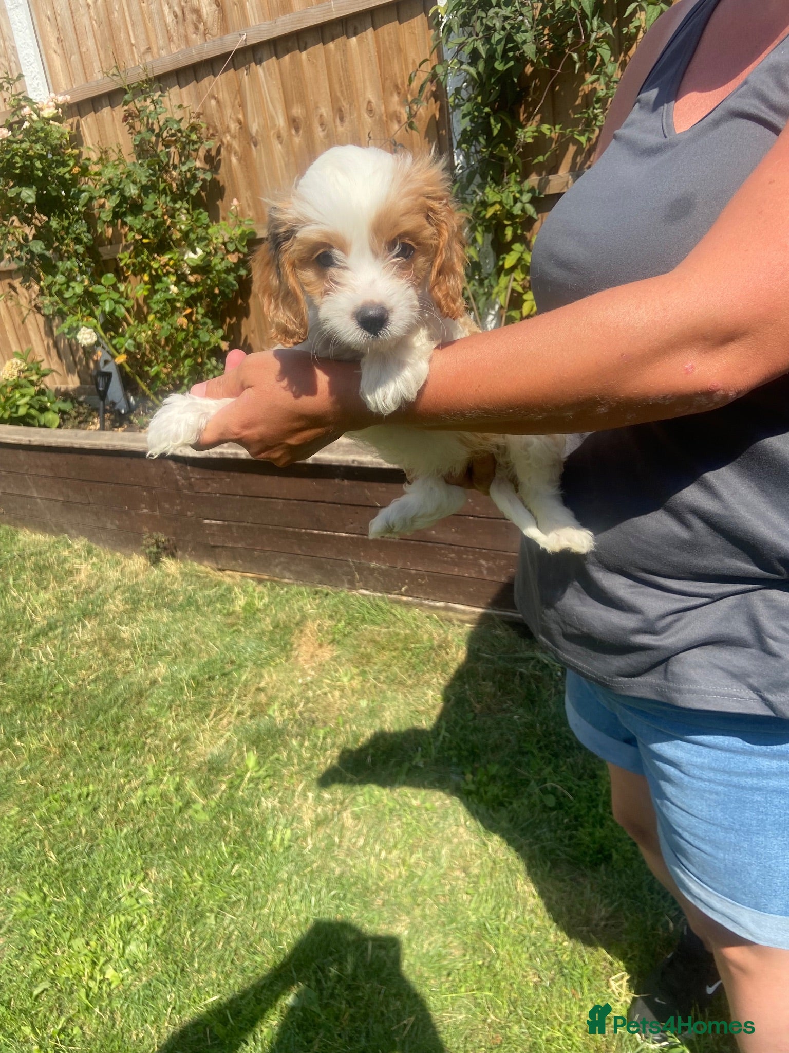Cavapoo dogs Beautiful litter cavapoos  - Advert 2