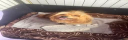 Mixed Breed dogs for sale: Stunning litter available  - Advert 21