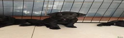 Labrador Retriever dogs for sale: Mr Orange – Gorgeous Black Labrador Boy - Advert 30