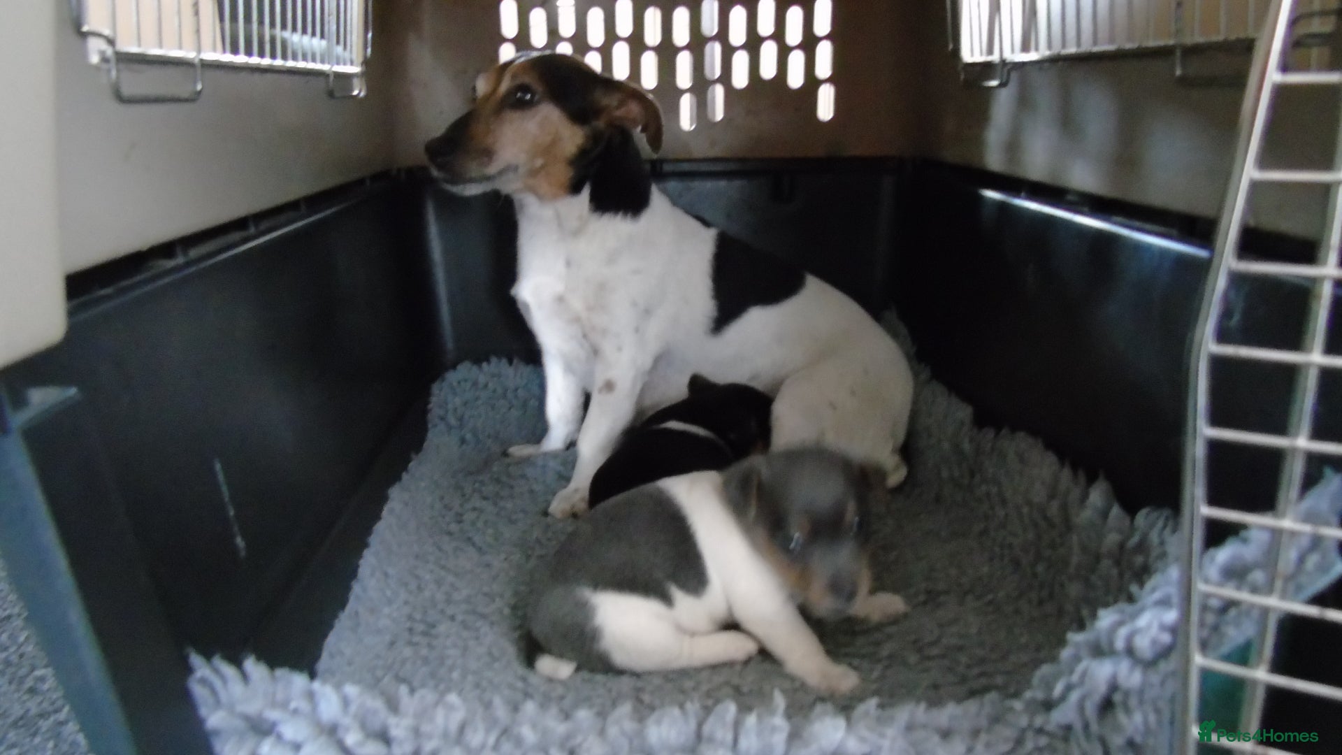 Jack Russell dogs Tri coloured JackRussell Terriers for sale - Advert 1