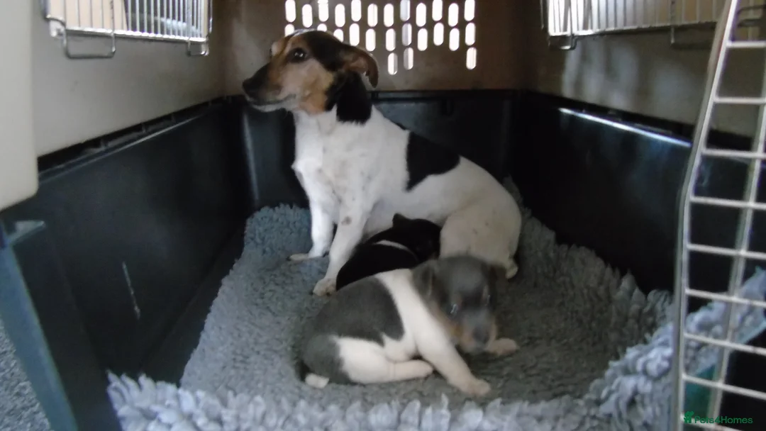 Jack Russell dogs for sale: Tri coloured JackRussell Terriers for sale - Advert 1