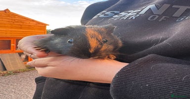 Guinea Pig rodents - Advert 9