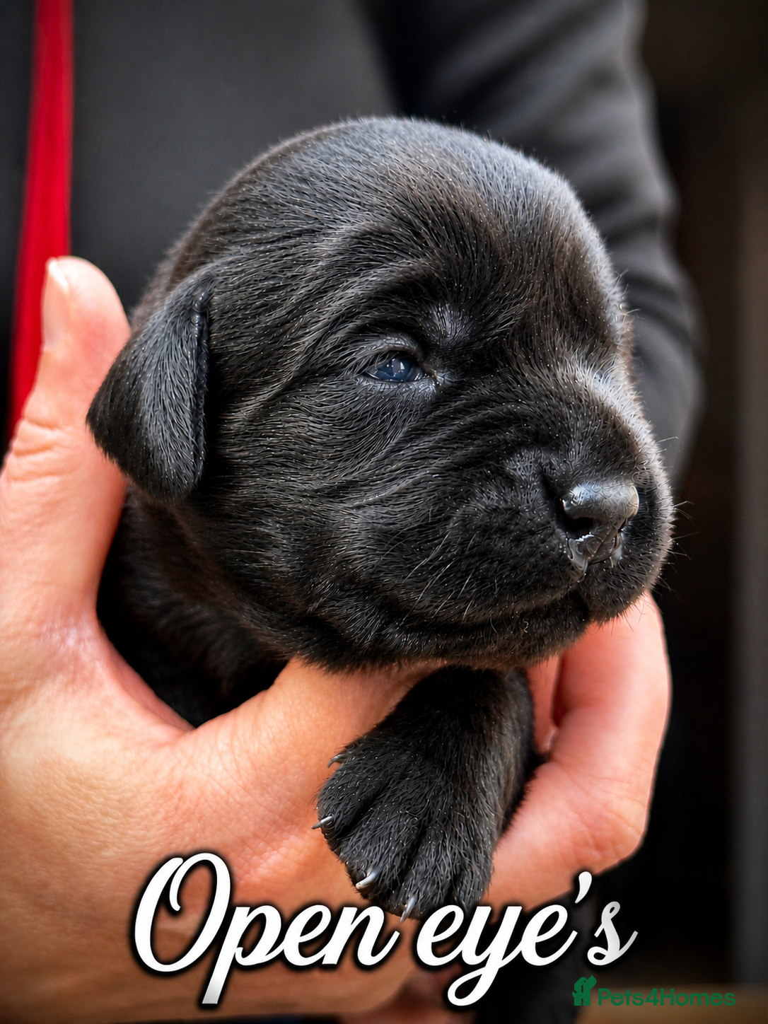 Labrador Retriever dogs for sale: Outstanding Labrador Puppies–Exceptional Pedigree - Advert 1