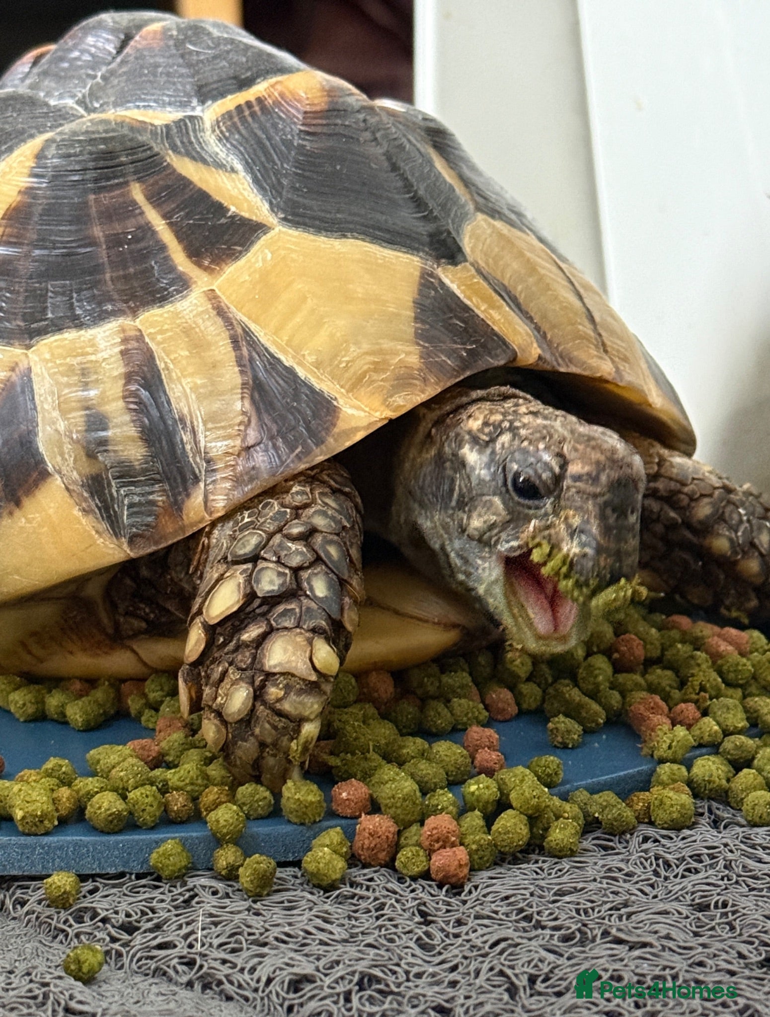 Hermann Tortoise reptiles Hermann Tortoise approx age 17 - Advert 1