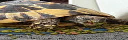 Hermann Tortoise reptiles for sale: Hermann Tortoise approx age 17 - Advert 1