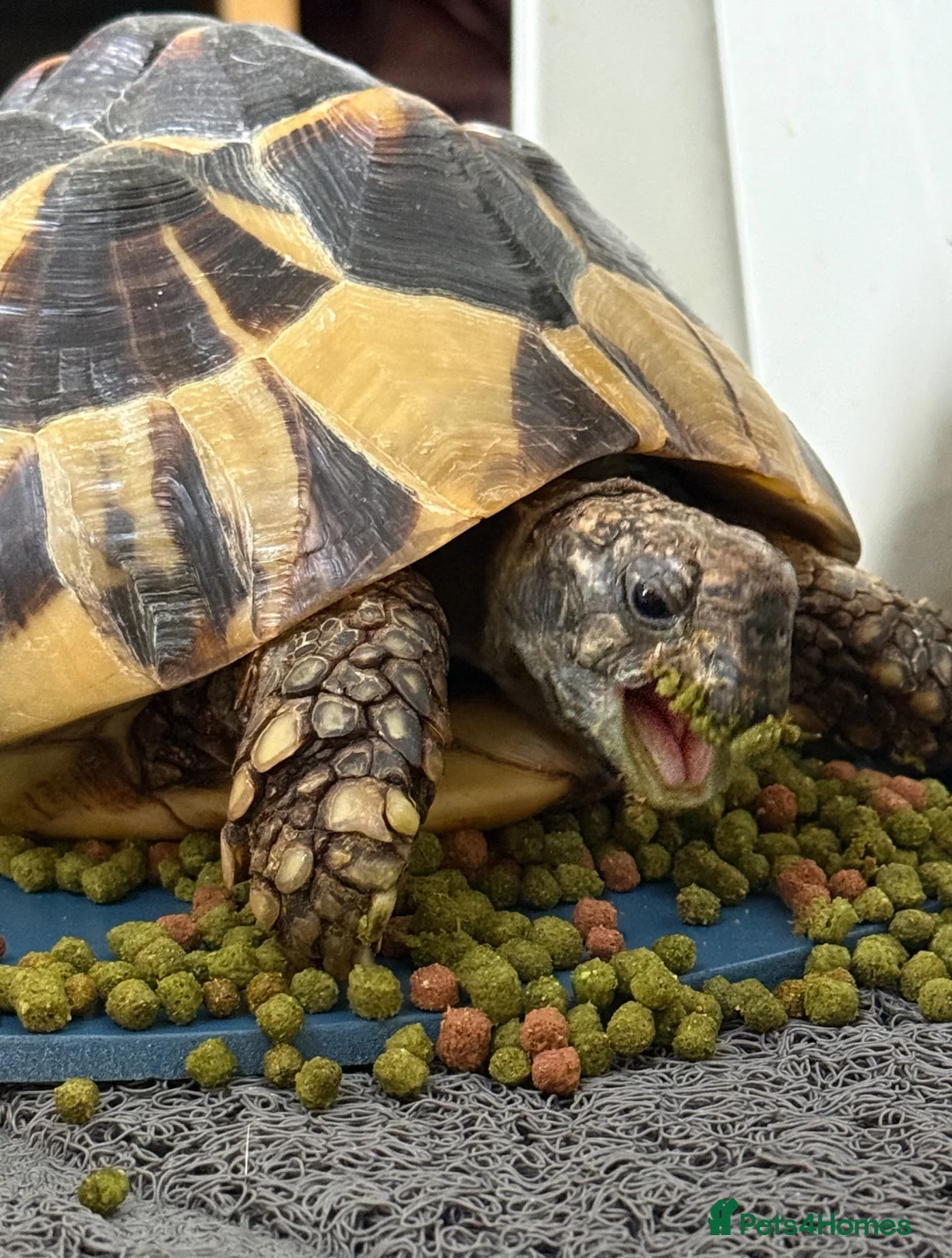 Hermann Tortoise reptiles for sale: Hermann Tortoise approx age 17 - Advert 1