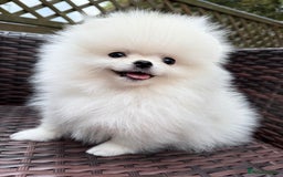Pomeranian dogs for sale: Pom bears looking for loving homes❤️ - Image 28