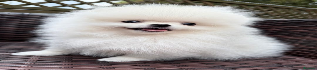 Pomeranian Puppy 2