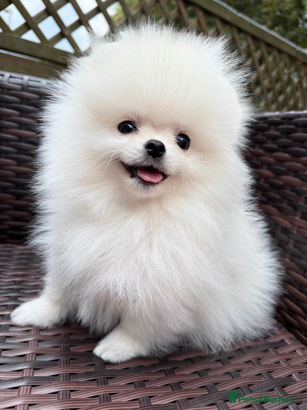 Pomeranian dogs for sale: Pom bears looking for loving homes❤️ - Image 28
