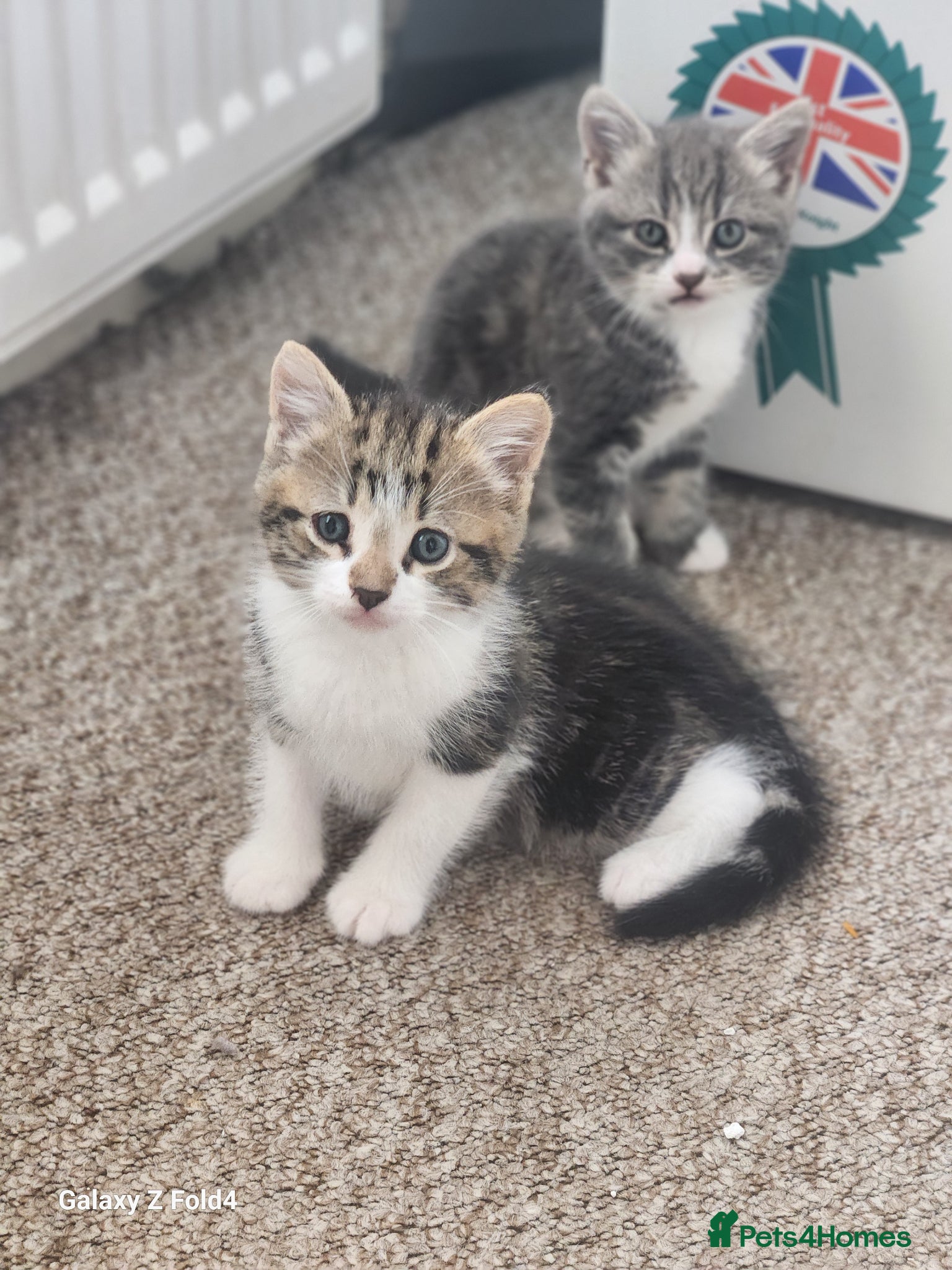 Mixed Breed cats Male kitten - Advert 3