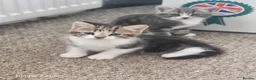 Mixed Breed cats for sale: Male kitten - Advert 1