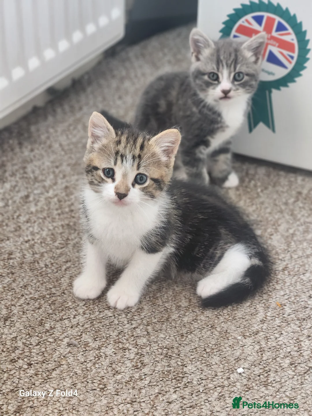 Mixed Breed cats for sale: Male kitten - Advert 1