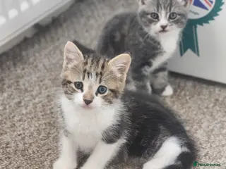 Mixed Breed cats Male kitten - Advert 3