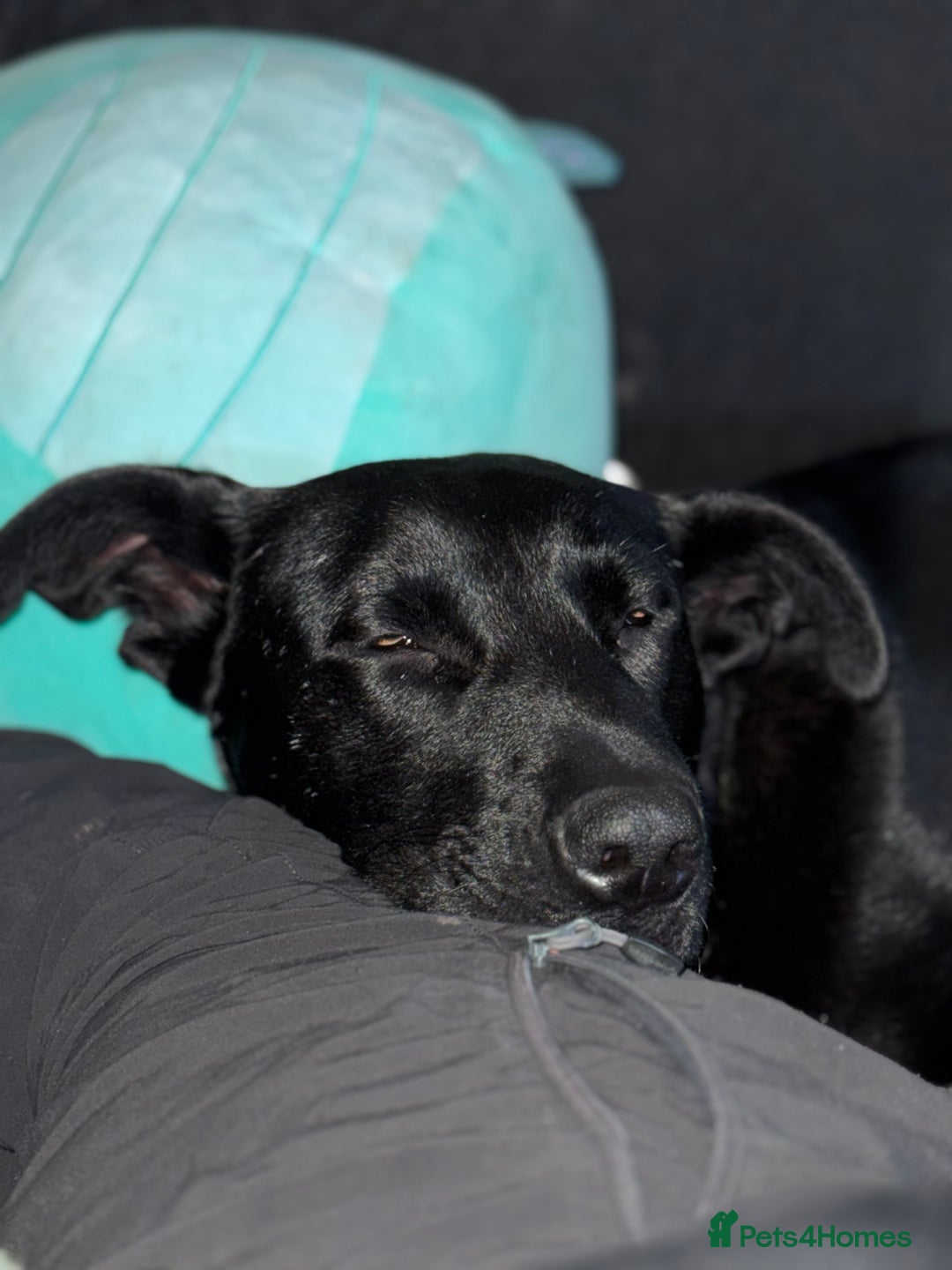 Mixed Breed dogs for sale: Absolute gentleman of a dog  - Advert 3