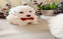 Bichon Frise dogs for sale: 🐶 Bichon Puppies – looking for loving Homes  - Image 13