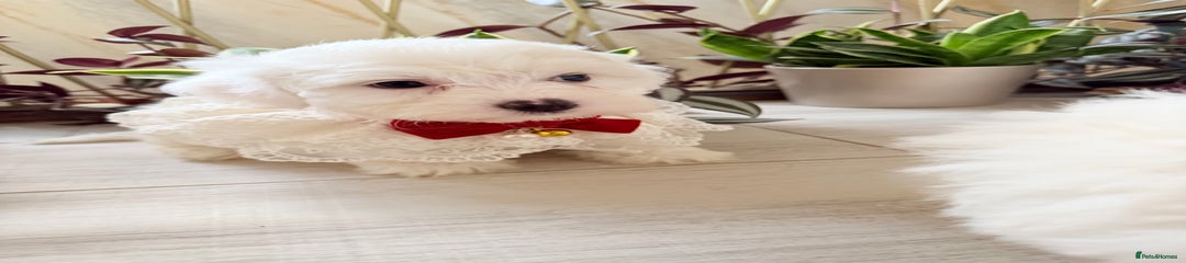 Bichon Frise Puppy 1