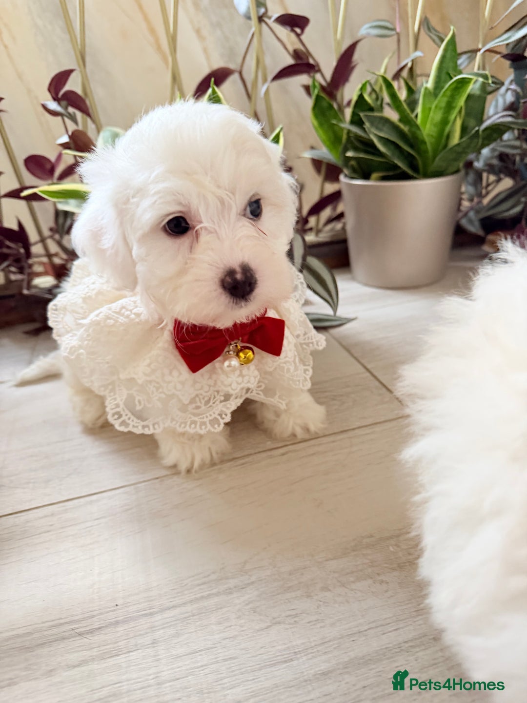 Bichon Frise dogs for sale: 🐶 Bichon Puppies – looking for loving Homes  - Image 13