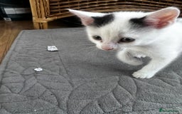 Turkish Angora cats for sale: 2 Turkish anagora X Bombay kittens - Image 5