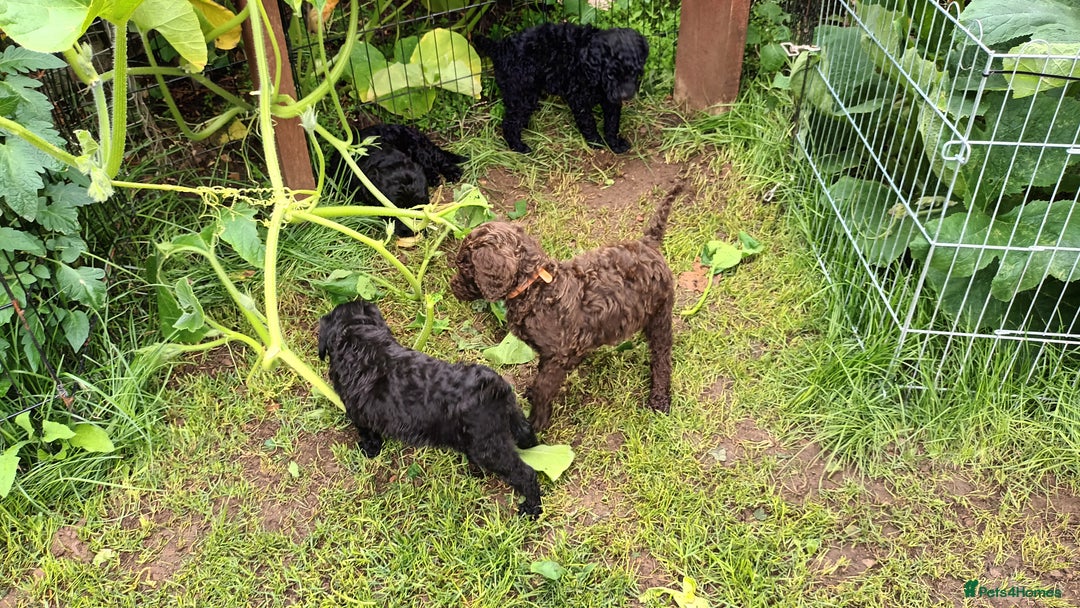 Labradoodle dogs for sale: F,1,B Standard labradoodles,READY FOR THERE HOMES  - Image 7