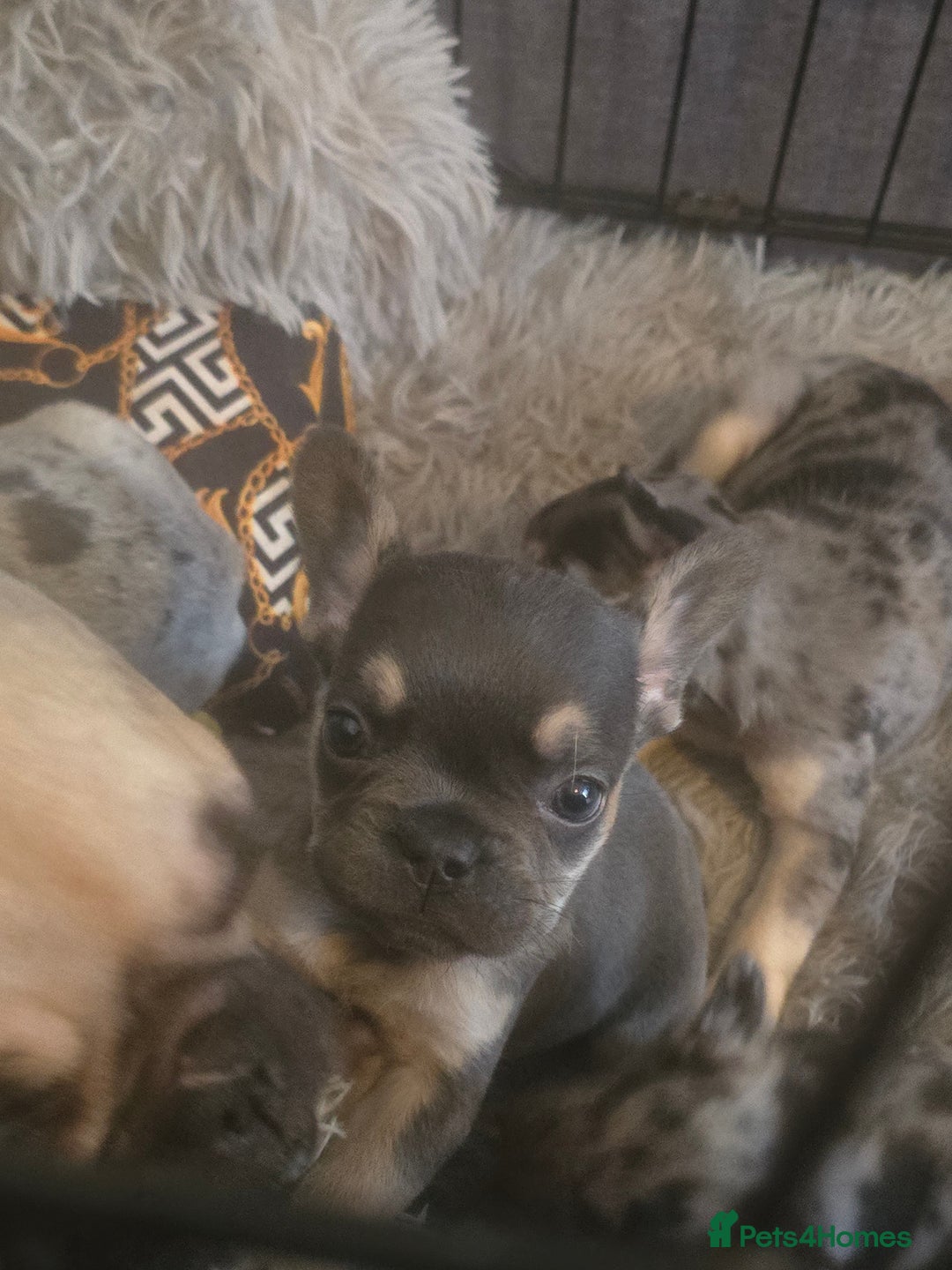 French Bulldog dogs for sale: Last little boy, L4 carrier - Advert 9
