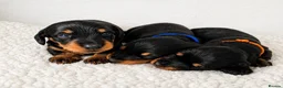 Dachshund dogs for sale: KC Mini Dachshunds. LAFORA/PRA (Cord1) Clear - Advert 3