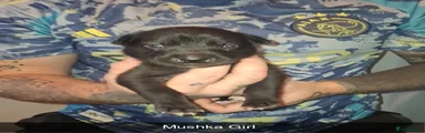 Mushka