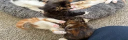 Mixed Breed cats for sale: Tabby Kittens and Ginger - Advert 6