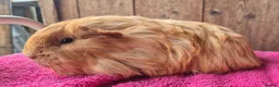 Guinea Pig rodents for sale: Sheltie and texel sows and sheltie boar.  - Advert 5