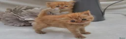 Persian cats for sale: Adorable Purebred Persian Kittens!!! - Advert 4