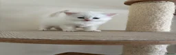 Siberian cats for sale: Beautiful Siberian kittens registered GCCF in Bridlington - Advert 5