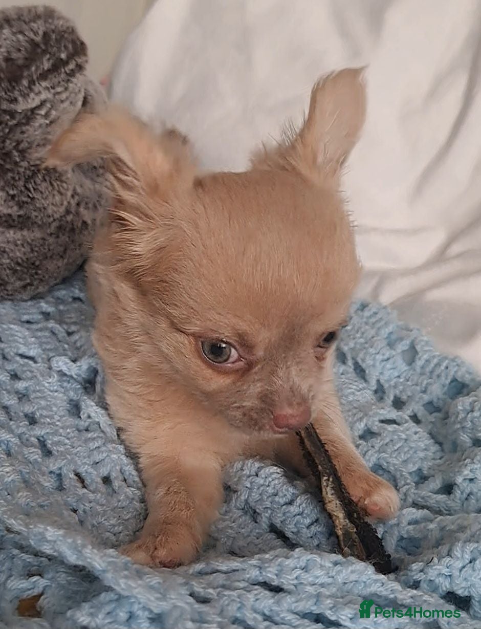 Chihuahua dogs 2 beautiful long coat Chihuahua male pups - Advert 6