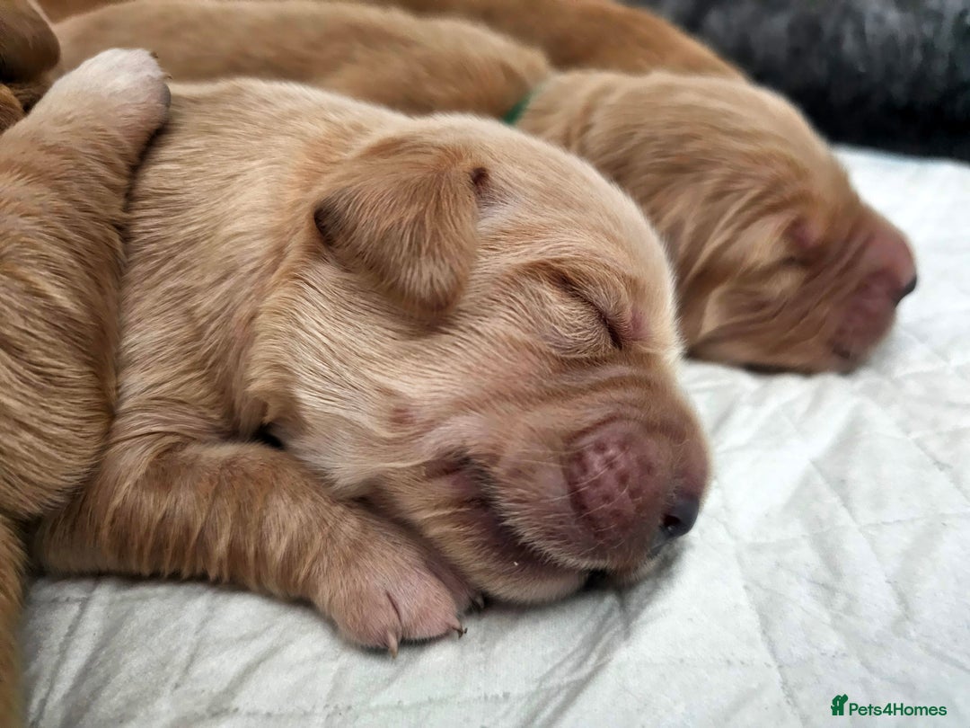 Golden Retriever dogs for sale: Stunning KC, working Golden retriever pups - Advert 4