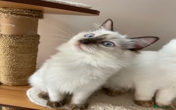 Ragdoll cats for sale: Ragdoll kittens from Moonliteyecats  - Image 12