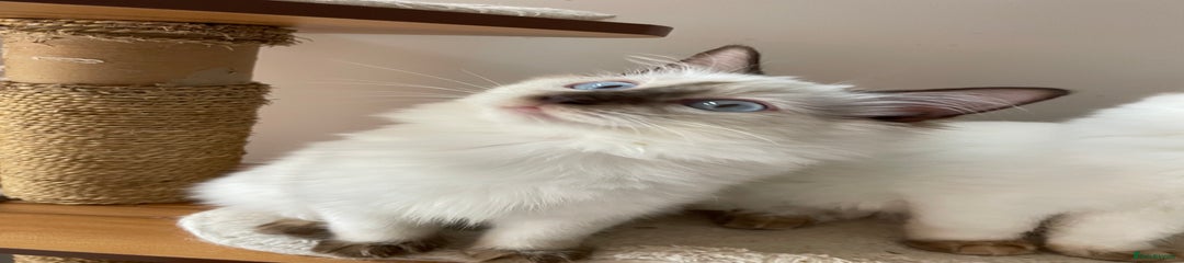 Ragdoll Kitten 3