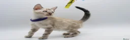Bengal cats for sale: Stunning TICA Registered Bengal Kittens - Advert 7