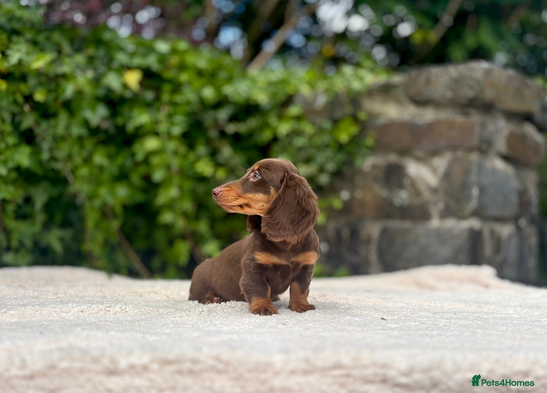 Miniature Dachshund dogs for sale: Long Haired Miniature Dachshunds - READY NOW!! - Image 16