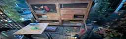Dwarf Lop rabbits for sale: 2 male lop rabbits  in Runcorn - Advert 3