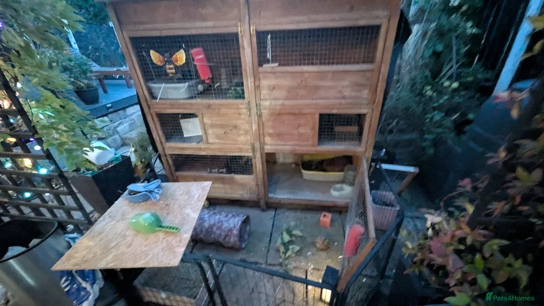 Dwarf Lop rabbits for sale: 2 male lop rabbits  in Runcorn - Advert 3