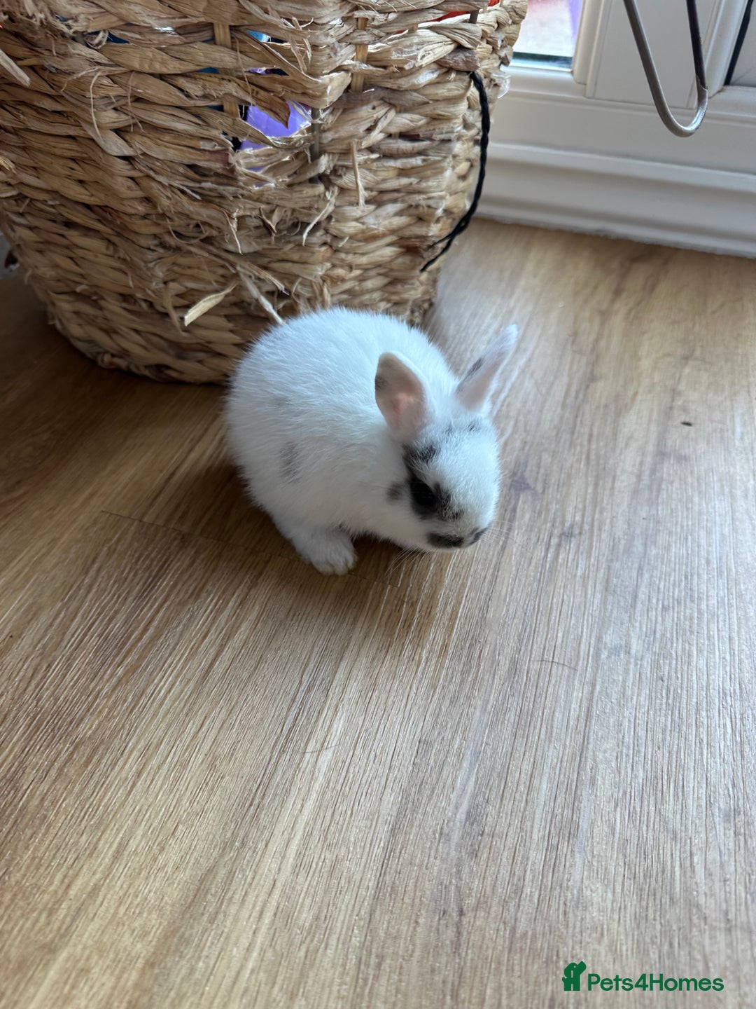 Dwarf Lop rabbits for sale: Bunnies for Sale - Image 3