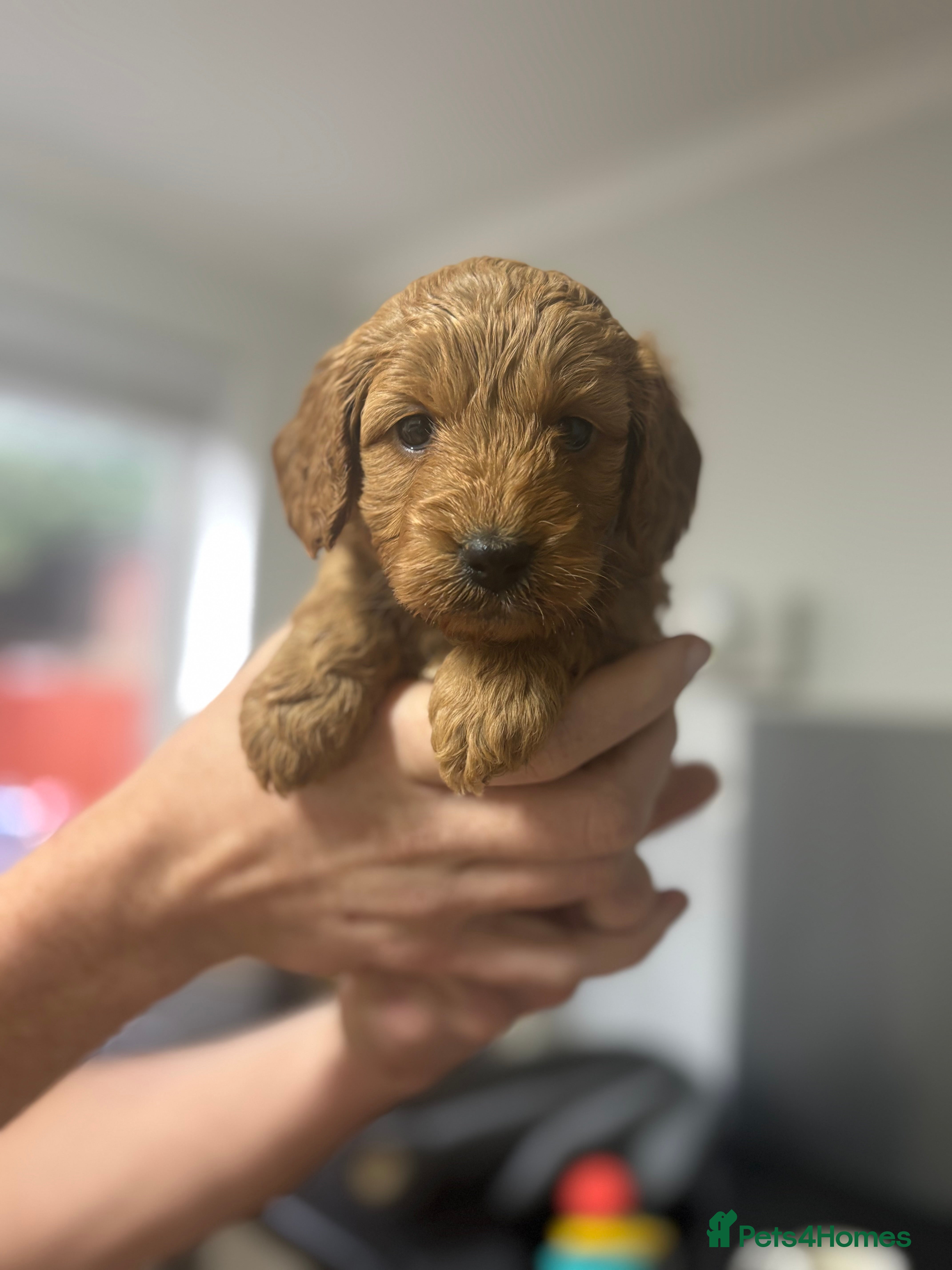 Cockapoo dogs Last one left - cockapoo puppy  - Advert 5