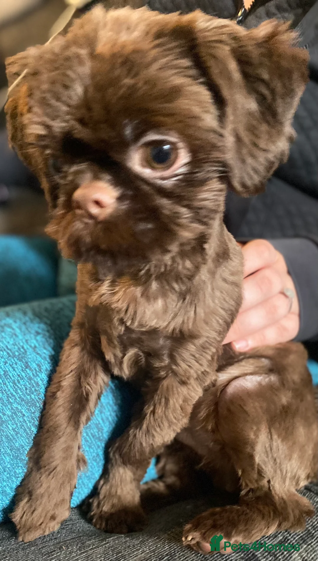 Shih Tzu dogs for stud: stunning chocolate stud boy  in Saint Helens - Advert 6