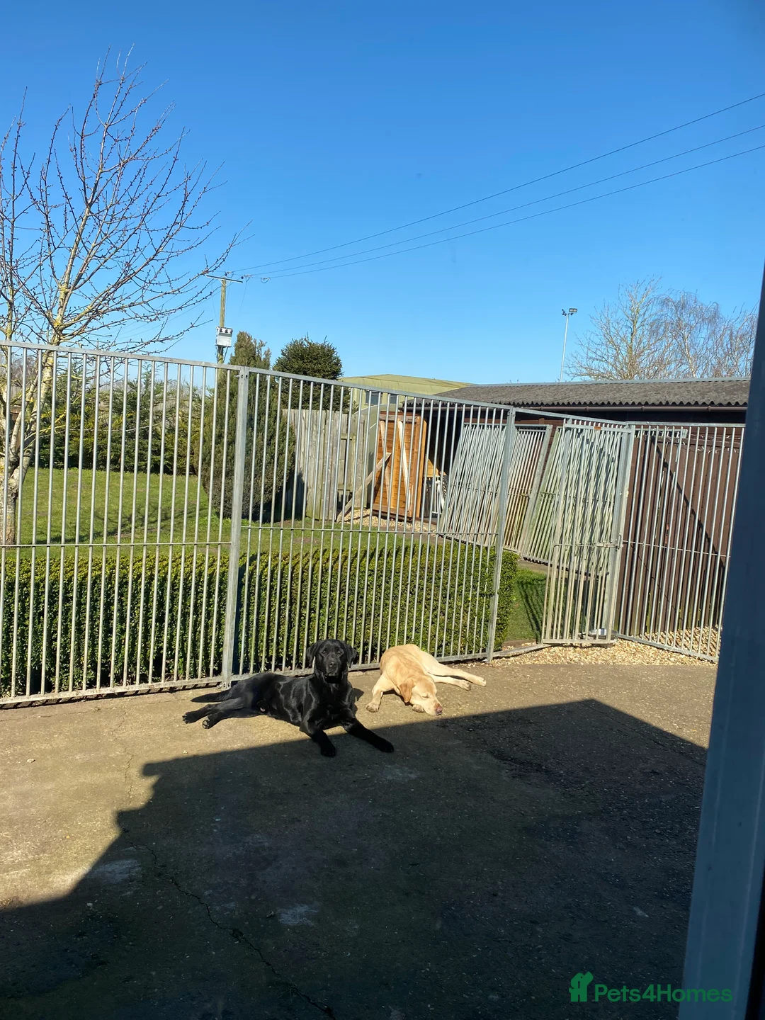 Labrador Retriever dogs for stud: 🐾LICENSED BREEDERS & LABRADOR STUD DOGS 🐾 in Woodhall Spa - Advert 1