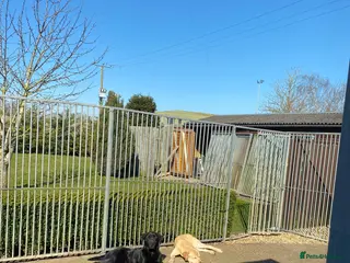 Labrador Retriever dogs 🐾LICENSED BREEDERS & LABRADOR STUD DOGS 🐾 - Advert 1