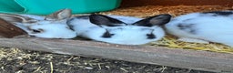 Mixed Breed rabbits for sale: Rex x Lop Baby Rabbits for Sale- READY 23rd Jan - Advert 1