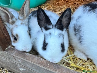 Mixed Breed rabbits Rex x Lop Baby Rabbits for Sale- READY 23rd Jan - Advert 4