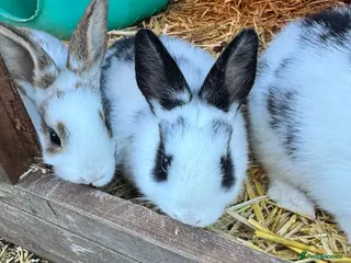Mixed Breed rabbits Rex x Lop Baby Rabbits for Sale- READY NOW -1 left - Advert 14