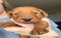 Cockapoo dogs for sale: Cockapoo Puppies - Image 8