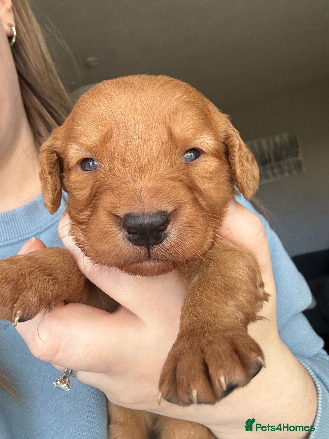 Cockapoo dogs for sale: Cockapoo Puppies - Image 8